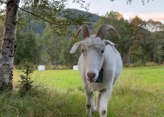 Stille Og Fredelig Med Panoramautsikt Valsøybotn